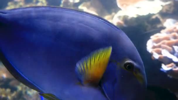 Bewegende Blue Tang Paracanthurus xanthurus vis onder andere vissen. — Stockvideo