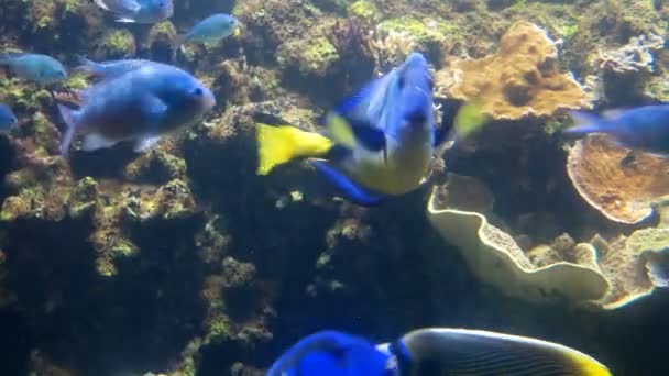 其他鱼类游动的蓝塘 Paracanthurus hepatus 鱼. — 图库视频影像