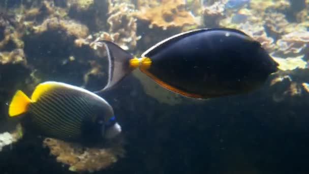 Beweglicher blauer Tang paracanthurus hepatus Fisch unter anderen Fischen. — Stockvideo