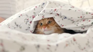 Süße Ingwer Katze Im Bett Liegend Versteckt Von Baby Boy