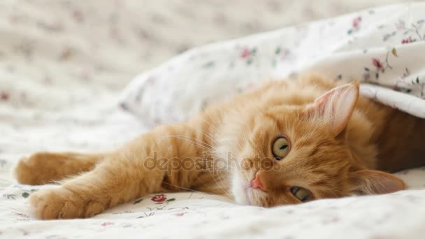 かわいい生姜猫が寝そべっている。ふわふわのペットを快適に毛布の下で寝るに定住した。居心地の良い家の背景とともに面白いペット. — ストック動画
