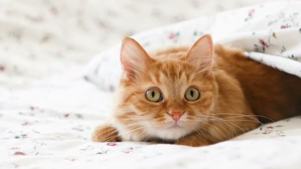 Roztomilá zrzavá kočka ležící v posteli. Chlupatý mazlíček se pohodlně usadil pod přikrývkou. Útulné domácí pozadí s legrační pet.