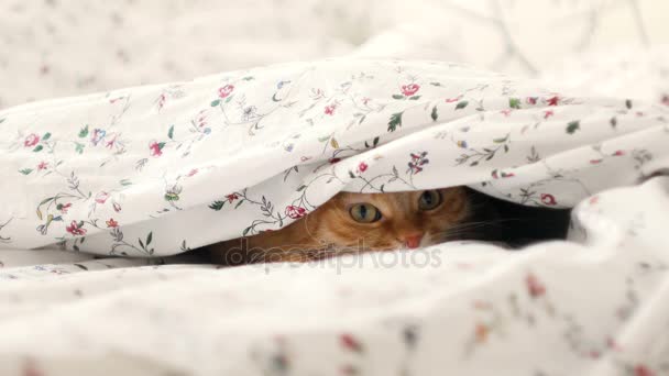 Cute ginger cat lying in bed, hiding from baby boy. Men raises the blanket. — Stock Video