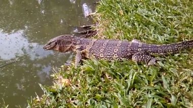 Monitör kertenkele çimenlerin üzerinde su kaynıyor. Lumpini park, Bangkok, Tayland.