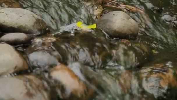 Wody płynącej po kamieniach. Wideo z żółty liść w strumień z bliska. — Wideo stockowe