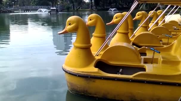 Fila de catamaranes en forma de divertidos patos amarillos. Parque Lumpini, Bangkok, Tailandia . — Vídeo de stock