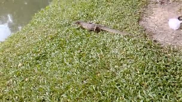 Monitor ještěrka procházení na trávě do vody. Lumpini park, Bangkok, Thajsko. — Stock video