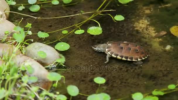 Turtle sitting on stones in the water — Stock Video