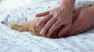 Yatakta yatarken şirin zencefil kedi. Adamların vuruşlarını kabarık evde beslenen hayvan ve o mırlamak battaniye ile kapak.