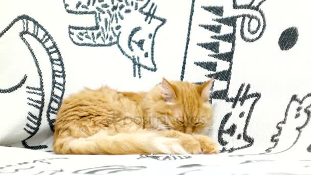 Cute ginger cat licking lying on the bed. Cozy home background — Stock Video