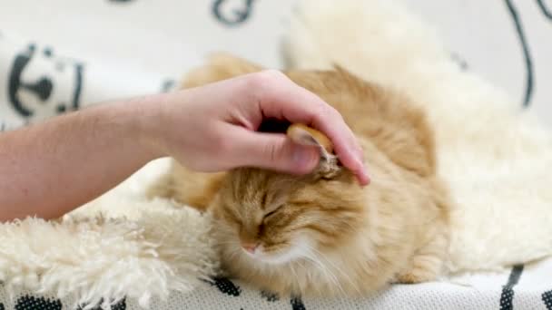 Lindo gato jengibre acostado en la cama. Los hombres acaricia mascota esponjosa, ronronea . — Vídeo de stock