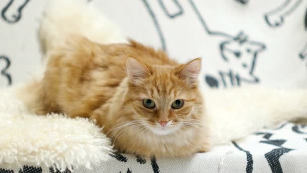 可爱的姜猫躺在床上。在舒适的家庭背景的好奇宠物毛茸茸. — 图库视频影像