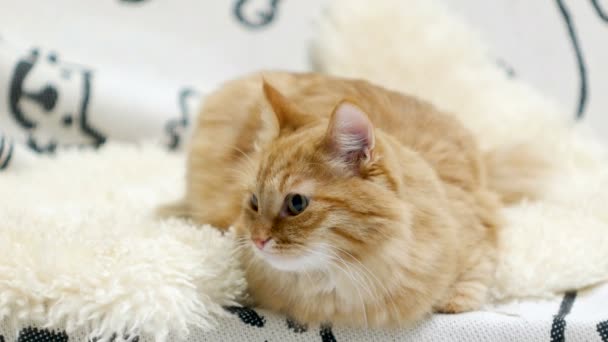 Симпатичный рыжий кот лежит в постели. Пушистый любопытный питомец играет и атакует что-то за кулисами . — стоковое видео