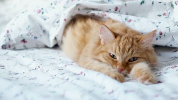 Lindo gato jengibre acostado en la cama. Alfombra esponjosa cómodamente establecida para dormir debajo de la manta. Acogedor fondo casero con mascota divertida. — Vídeos de Stock