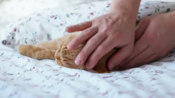 Χαριτωμένο γάτα Τζίντζερ ξαπλωμένη στο κρεβάτι. Άνδρες εγκεφαλικά επεισόδια αφράτο κατοικίδιο ζώο και σκεπάζουμε με κουβέρτα, το purrs. — Αρχείο Βίντεο