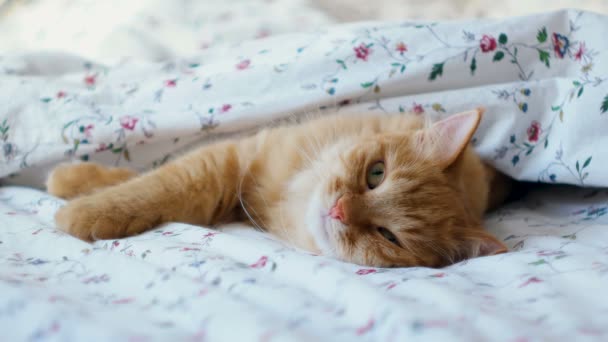 Lindo gato jengibre acostado en la cama. Alfombra esponjosa cómodamente establecida para dormir debajo de la manta. Acogedor fondo casero con mascota divertida. — Vídeo de stock