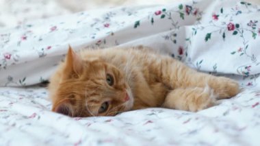 Yatakta yatan sevimli kızıl kedi. Kabarık tüylü hayvan rahatça battaniyenin altında uyumaya hazır. Komik bir evcil hayvanla samimi bir arka plan..