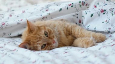 Yatakta yatan sevimli kızıl kedi. Kabarık tüylü hayvan rahatça battaniyenin altında uyumaya hazır. Komik bir evcil hayvanla samimi bir arka plan..