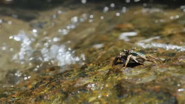 Krab, sedí na skále poblíž moře a vyhřívají na slunci. Ostrov Phuket, Thajsko. — Stock video