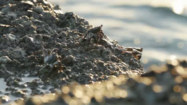 Crab crawling on a rock near sea. Group of crabs sitting on stone. Phuket island, Thailand. — Stock Video