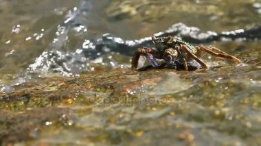 Deniz kenarında bir kayanın üzerinde tarama ve yiyecek için yengeç. Yengeç yemek pençeleri kullanarak onun ağzına gönderme. Phuket Island, Tayland.