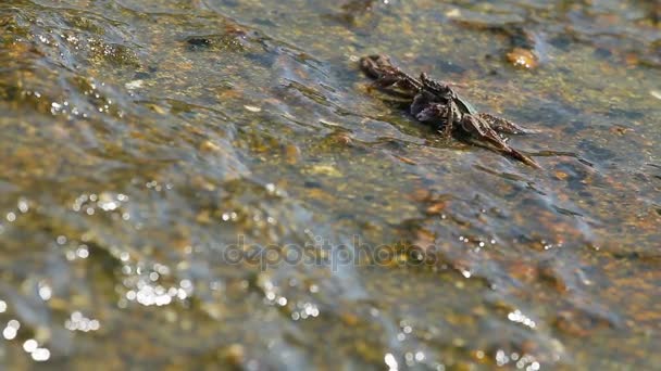 Kepiting merangkak di batu dekat laut dan mencari makanan. Kepiting mengirim makanan ke mulutnya menggunakan cakar. Pulau Phuket, Thailand . — Stok Video