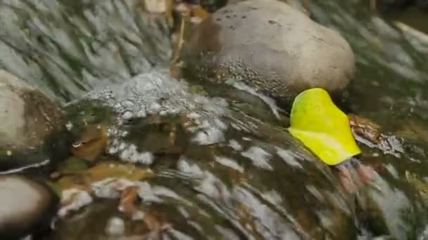 Vatten som rinner över stenar. Närbild video med gula blad i ström. — Stockvideo