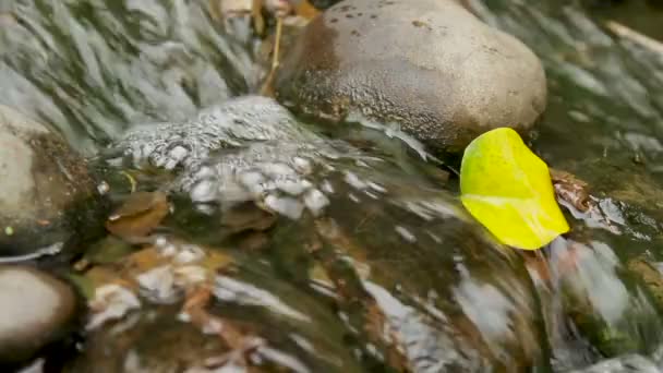 Agua que fluye sobre las piedras. Primer vídeo con la hoja amarilla en el arroyo . — Vídeos de Stock