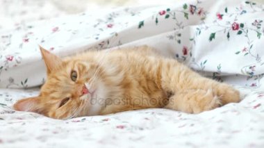 Yatakta yatan sevimli kızıl kedi. Kabarık tüylü hayvan rahatça battaniyenin altında uyumaya hazır. Komik bir evcil hayvanla samimi bir arka plan..