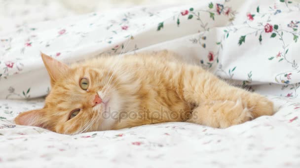 Yatakta yatan sevimli kızıl kedi. Kabarık tüylü hayvan rahatça battaniyenin altında uyumaya hazır. Komik bir evcil hayvanla samimi bir arka plan.. — Stok video