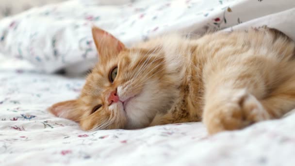 Leuke roodharige kat in bed. Fluffy huisdier comfortabel geregeld om te slapen onder de deken. Gezellige thuis achtergrond met grappig huisdier. — Stockvideo