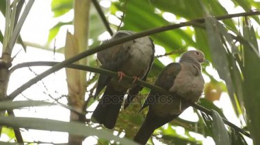 Avuç içinde oturan iki güvercin yaprak ağaç. Bangkok, Tayland.