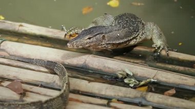 İki kertenkele bir bambu iskelede su üzerinde yalan izlemek. Lumpini park, Bangkok, Tayland.