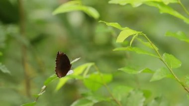 Yaprak üzerinde kelebek, tropikal yağmur ormanlarında makro böcek hayat. Bangkok, Tayland.