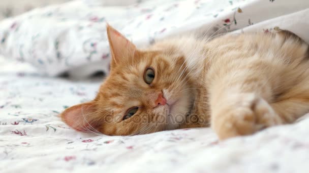침대에 누워 있는 귀여운 진저 고양이. 솜털로 덮인 애완 동물은 편안하게 이불 속에서 잠 들었다. 재미있는 애완 동물과 함께 아늑 한 가정 환경. — 비디오