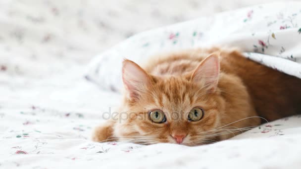 Kucing Ginger lucu berbaring di tempat tidur. Hewan peliharaan lembut nyaman menetap untuk tidur di bawah selimut, kemudian tiba-tiba menyerang sesuatu di belakang tempat kejadian. Latar belakang rumah yang nyaman dengan hewan peliharaan yang lucu — Stok Video