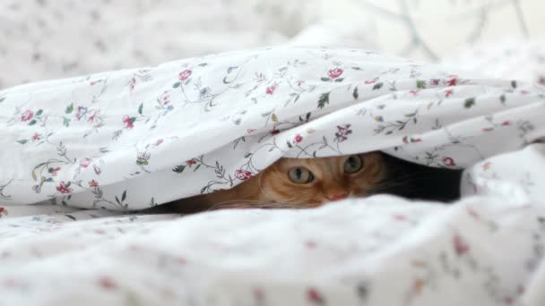 Roztomilá kočičí ležet v posteli, skrývající od lidí pod přikrývkou. Nadýchané pet vypadá podivně.