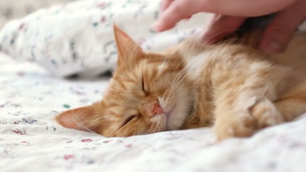 Söt ingefära katt i sängen. Män stroke fluffiga husdjur, den spinner. — Stockvideo