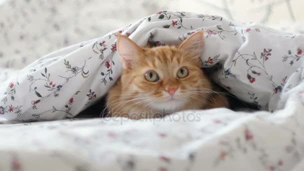 Roztomilá kočičí ležet v posteli, skrývající od lidí pod přikrývkou. Nadýchané pet vypadá podivně. — Stock video