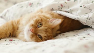 Yatakta yatarken şirin zencefil kedi. Kabarık pet konforlu battaniyenin altında uyumaya yerleşti. ve sahne hareket eden bir şey üzerinde merakla baktı. Komik hayvan ile rahat ev arka plan.