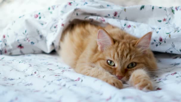 Lindo gato jengibre acostado en la cama. Alfombra esponjosa cómodamente establecida para dormir debajo de la manta. Acogedor fondo casero con mascota divertida. — Vídeos de Stock