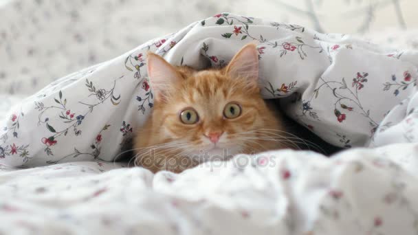 Lindo gato jengibre acostado en la cama. Alfombra esponjosa escondida debajo de la manta, mirando curiosamente algo moviéndose detrás de la escena. Acogedor fondo casero con mascota divertida . — Vídeo de stock