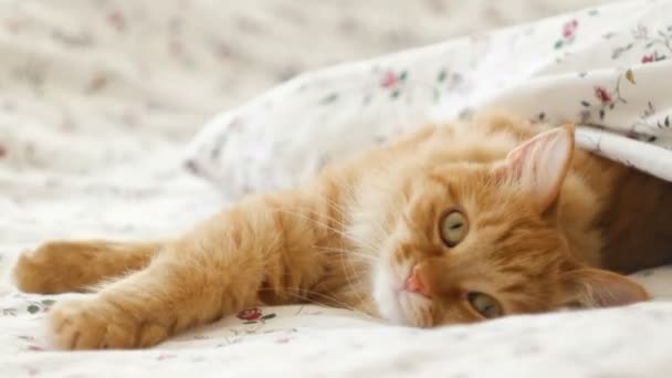 Yatakta yatan sevimli kızıl kedi. Kabarık tüylü hayvan rahatça battaniyenin altında uyumaya hazır. Komik bir evcil hayvanla samimi bir arka plan.. — Stok video