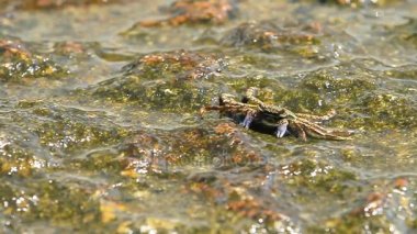 Deniz kenarında bir kayanın üzerinde tarama ve yiyecek için yengeç. Yengeç yemek pençeleri kullanarak onun ağzına gönderme. Phuket Island, Tayland.