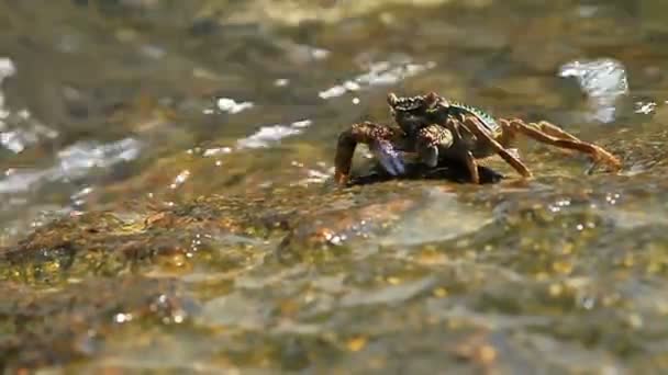 Krabben kriechen auf einem Felsen in der Nähe des Meeres und suchen Nahrung. die Krabbe, die mit Krallen Nahrung in ihr Maul schleudert. Insel Phuket, Thailand. — Stockvideo
