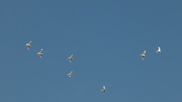 Stol de porumbei decorativi albi care zboară pe cer senin albastru. Porumbelul alb - simbol al păcii . — Videoclip de stoc