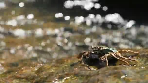 Krab, lezou na skále poblíž moře a hledání potravy. Krab, posílají jídlo do jeho úst pomocí klepet. Ostrov Phuket, Thajsko. — Stock video