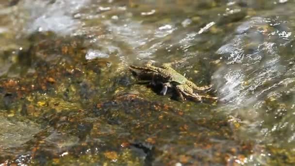 Krab czołgał się na skale, niedaleko morza i poszukując pokarmu. Krab, wysyłania żywności w jego ustach przy użyciu pazury. Wyspy Phuket, Tajlandia. — Wideo stockowe