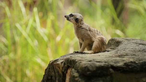 Meerkat o suricate, Suricata suricatta se sienta en una piedra en el recinto y olfateando. Bangkok, Tailandia . — Vídeos de Stock