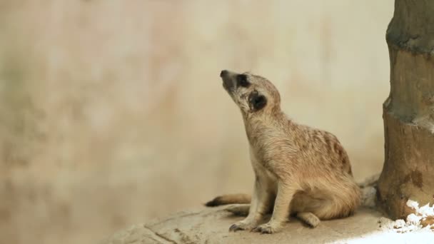 ミーアキャットやアドオン、ミーアキャット属 suricatta はエンクロージャと盗聴で石の上に座っています。バンコク、タイ. — ストック動画
